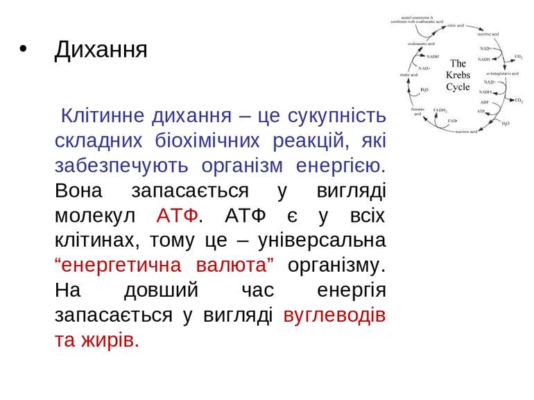 Дихання Клітинне дихання – це сукупність складних біохімічних реакцій, які за...