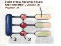 Схема будови молекули ліпідів: жирні кислоти (1), Оксиген (2), гліцерин (3)