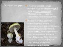 Мухомор зелений, бліда поганка — дуже отруйний гриб родини пластинникових Міс...
