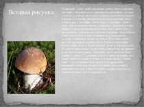 Білий гриб - один з найбільш цінних грибів. Росте в хвойних, листяних і зміша...