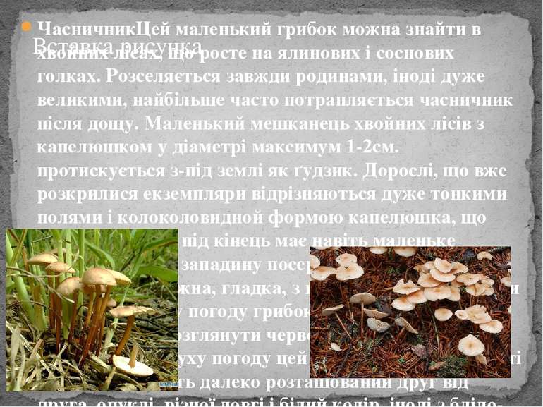ЧасничникЦей маленький грибок можна знайти в хвойних лісах, що росте на ялино...