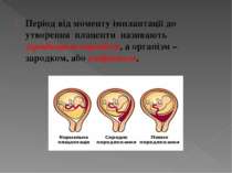 Період від моменту імплантації до утворення плаценти називають зародковим пер...