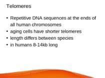 Telomeres Repetitive DNA sequences at the ends of all human chromosomes aging...