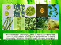 Зелені водорості. Верхній ряд, зліва на право: хламідомонада, хлорелла, мікра...