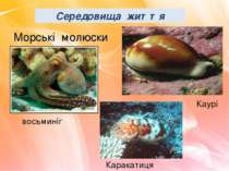 Морські молюски Каурі Каракатиця восьминіг Середовища життя