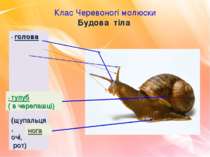 Клас Черевоногі молюски Будова тіла - голова (щупальця, очі, рот) - тулуб ( в...