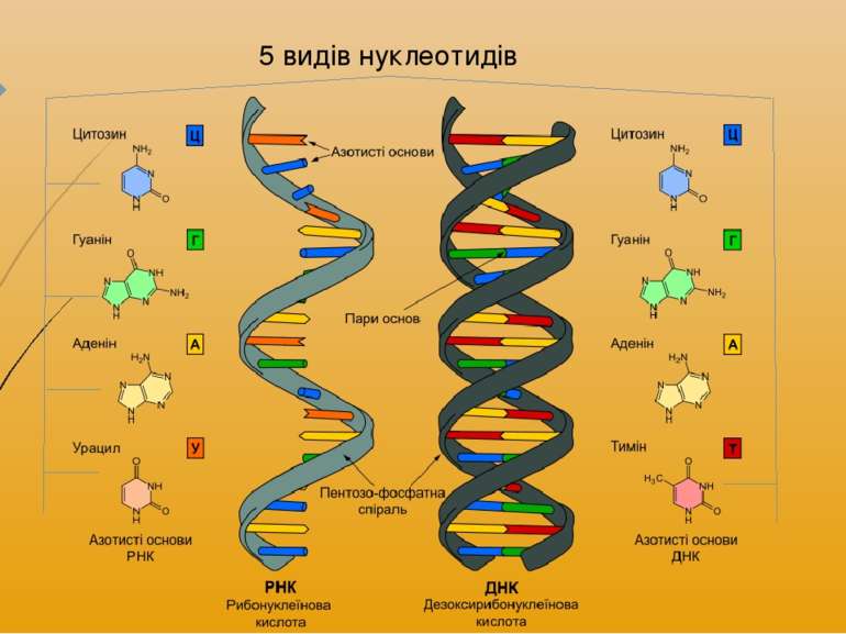 5 видів нуклеотидів