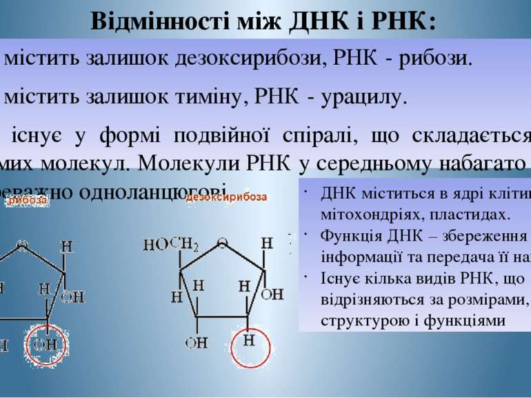 Відмінності між ДНК і РНК: ДНК містить залишок дезоксирибози, РНК - рибози. Д...