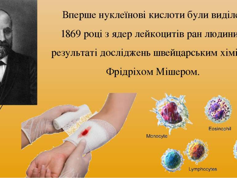 Вперше нуклеїнові кислоти були виділені у 1869 році з ядер лейкоцитів ран люд...