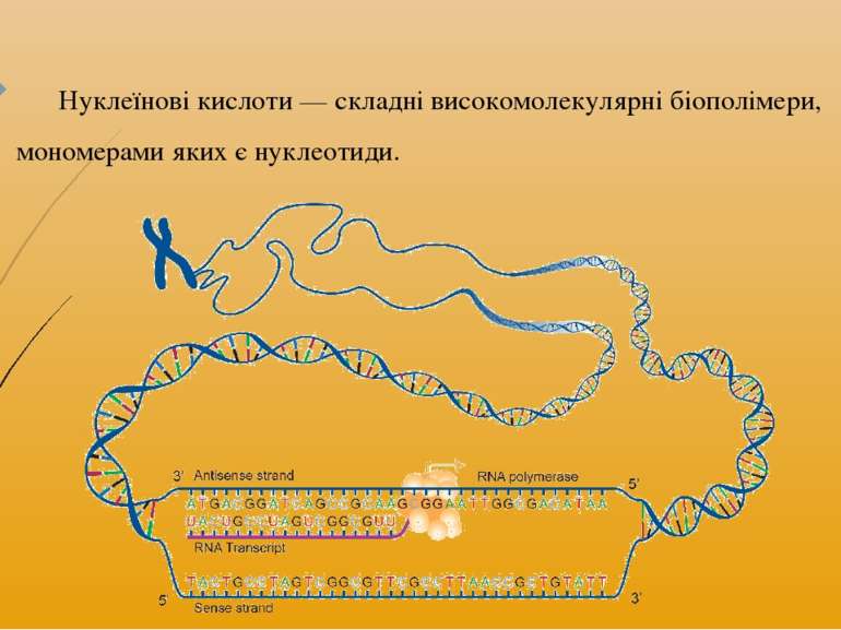 Нуклеїнові кислоти — складні високомолекулярні біополімери, мономерами яких є...