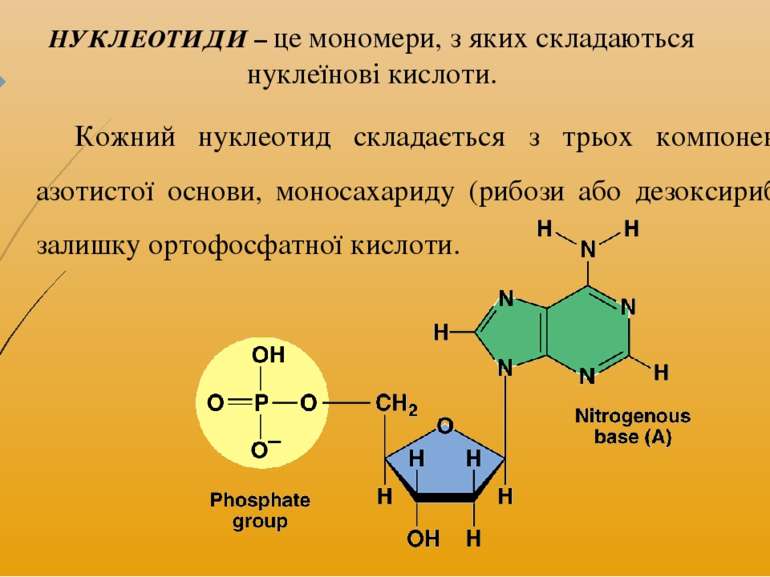 Кожний нуклеотид складається з трьох компонентів – азотистої основи, моносаха...