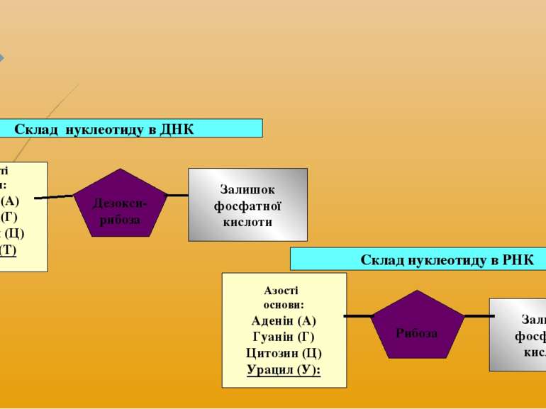 Склад нуклеотиду в ДНК Азотисті основи: Аденін (А) Гуанін (Г) Цитозин (Ц) Тим...