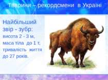 Тварини – рекордсмени в Україні Найбільший звір - зубр: висота 2 - 3 м, маса ...