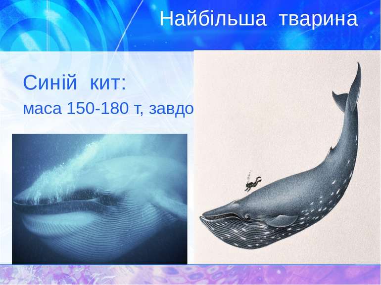 Найбільша тварина Синій кит: маса 150-180 т, завдовжки до 33м