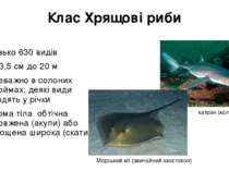Клас Хрящові риби близько 630 видів Від 3,5 см до 20 м переважно в солоних во...