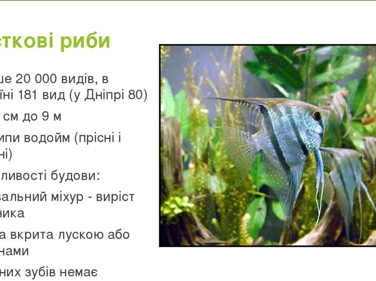 Кісткові риби Більше 20 000 видів, в Україні 181 вид (у Дніпрі 80) Від 6 см д...