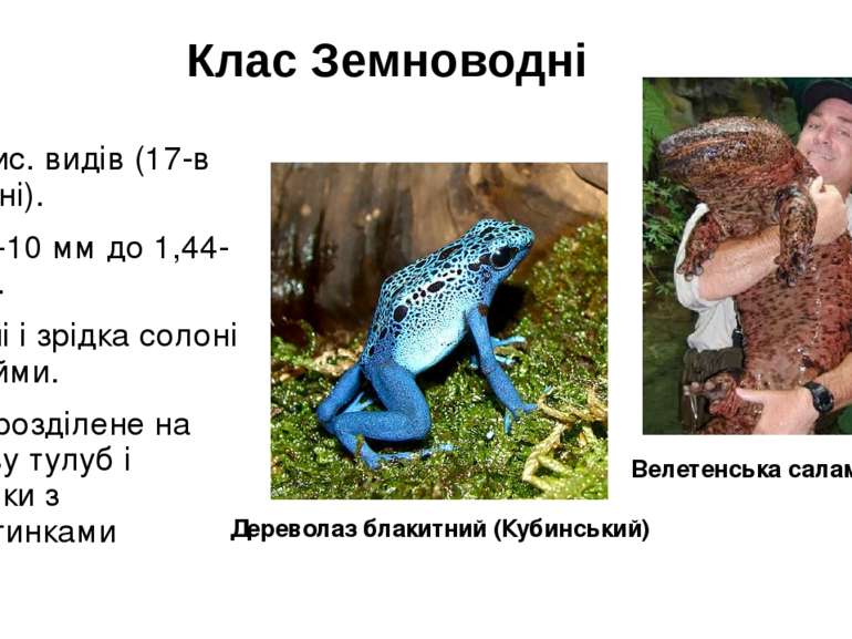 Клас Земноводні 3-4 тис. видів (17-в Україні). Від 8-10 мм до 1,44-1,8 м. Прі...