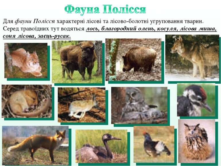 Для фауни Полісся характерні лісові та лісово-болотні угруповання тварин. Сер...