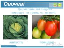 Овочеві Це рослини, які людина вирощує на городі чи на полі. капуста помідор ...