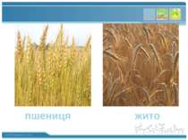 … пшениця жито www.themegallery.com