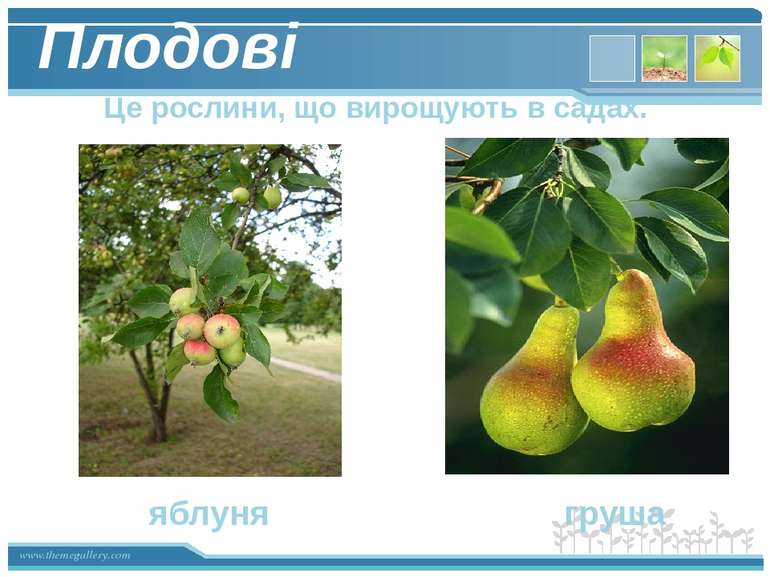 Плодові Це рослини, що вирощують в садах. яблуня груша www.themegallery.com