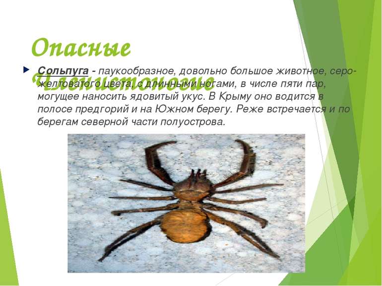 Опасные Членистоногие Сольпуга - паукообразное, довольно большое животное, се...