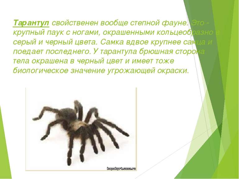 Тарантул свойственен вообще степной фауне. Это - крупный паук с ногами, окраш...