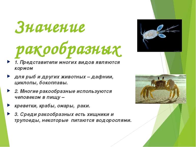 Значение ракообразных 1. Представители многих видов являются кормом для рыб и...