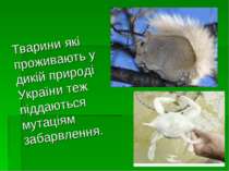 Тварини які проживають у дикій природі України теж піддаються мутаціям забарв...