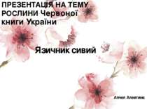 ПРЕЗЕНТАЦІЯ НА ТЕМУ РОСЛИНИ Червоної книги України Язичник сивий Апчел Алевтина