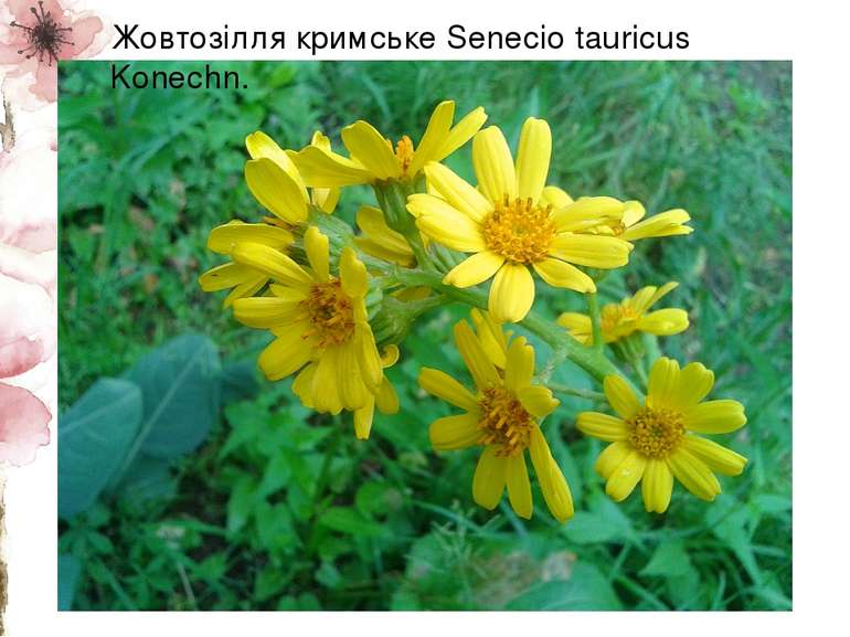 Жовтозілля кримське Senecio tauricus Konechn.