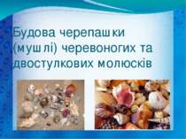 Будова черепашки (мушлі) черевоногих та двостулкових молюсків