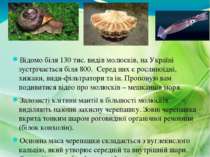 Відомо біля 130 тис. видів молюсків, на Україні зустрічається біля 800. Серед...