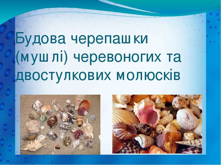 Будова черепашки (мушлі) черевоногих та двостулкових молюсків