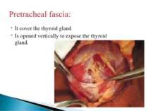 It cover the thyroid gland Is opened vertically to expose the thyroid gland.