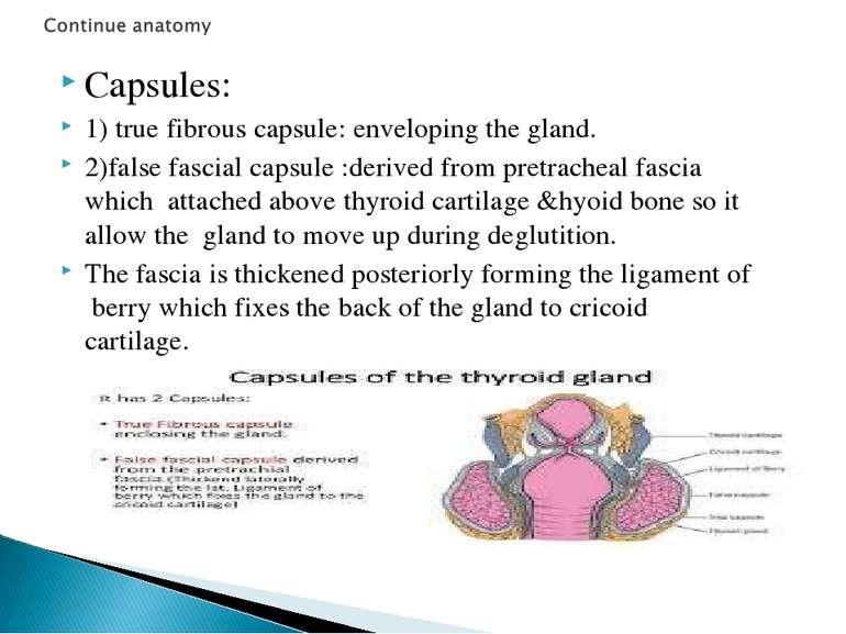 Capsules: 1) true fibrous capsule: enveloping the gland. 2)false fascial caps...