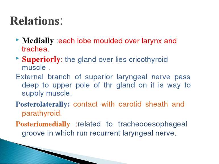 Medially :each lobe moulded over larynx and trachea. Superiorly: the gland ov...