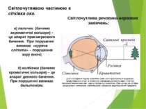 Світлочутливою частиною є сітківка ока. Світлочутлива речовина нервових закін...