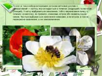 Та все ж таки найхарактернішим органом квіткових рослин є генеративний — квіт...