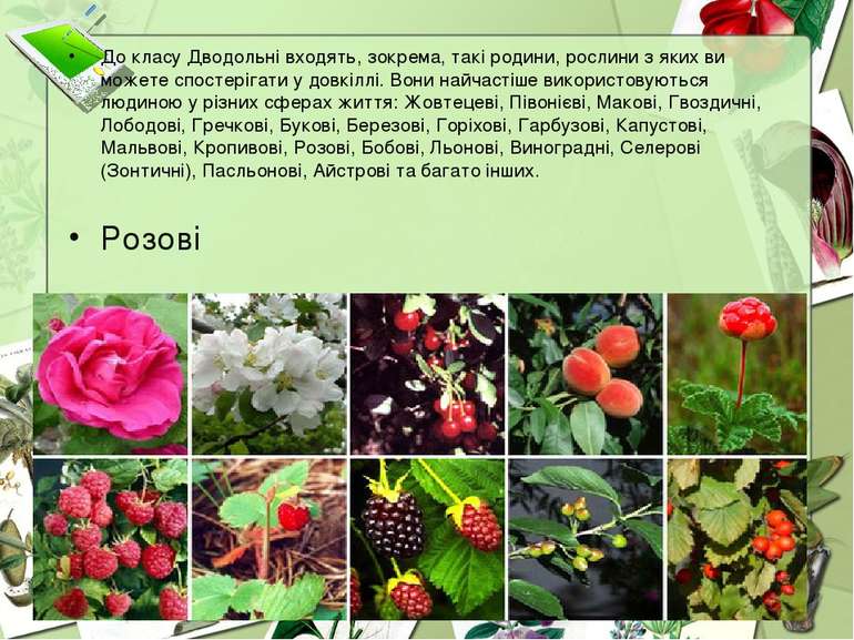 До класу Дводольні входять, зокрема, такі родини, рослини з яких ви можете сп...