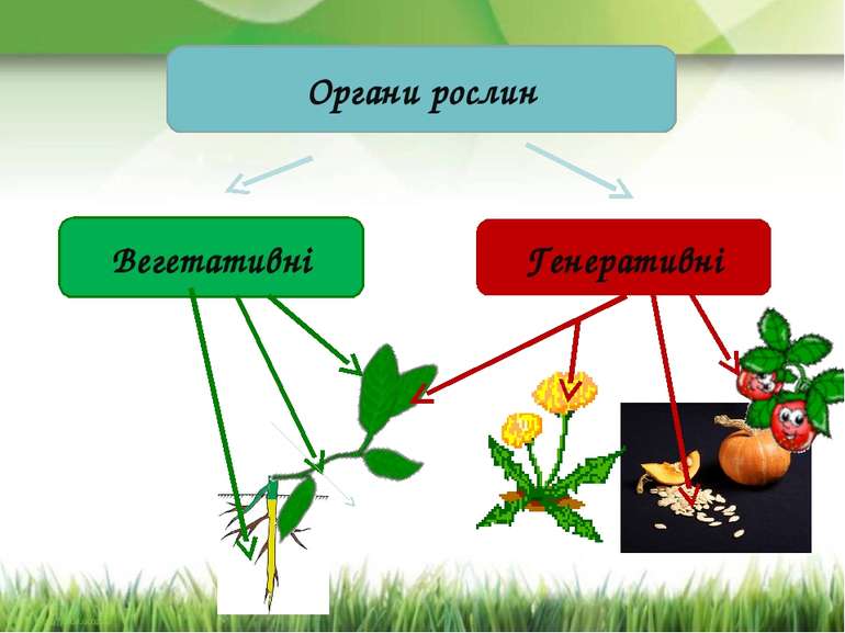 Органи рослин Вегетативні Генеративні
