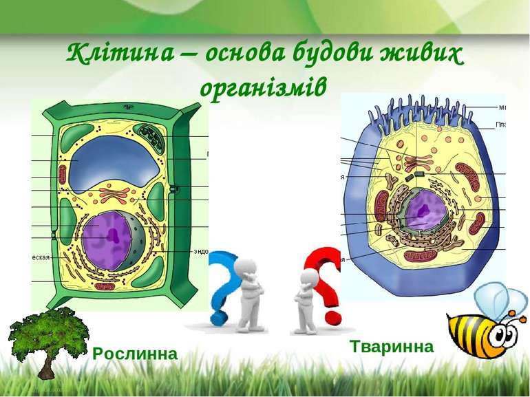 Клітина – основа будови живих організмів Рослинна Тваринна