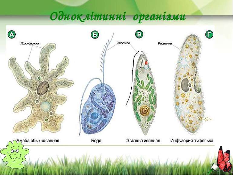 Одноклітинні організми