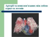 Артерії та вени пов'язаних між собою серця та легенів