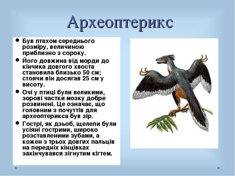 Археоптерикс Був птахом середнього розміру, величиною приблизно з сороку. Йог...