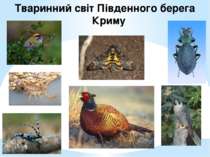 Тваринний світ Південного берега Криму