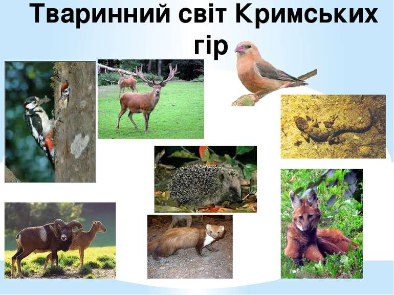 Тваринний світ Кримських гір
