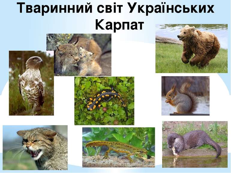 Тваринний світ Українських Карпат