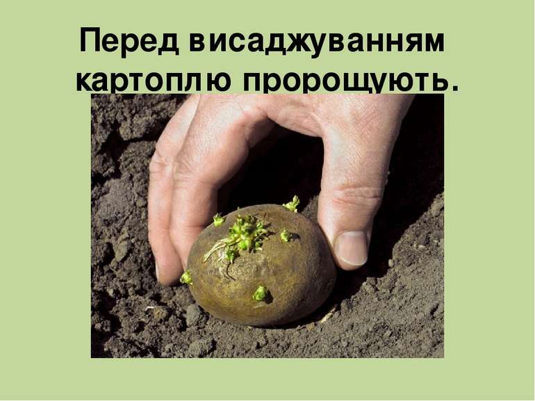 Перед висаджуванням картоплю пророщують.