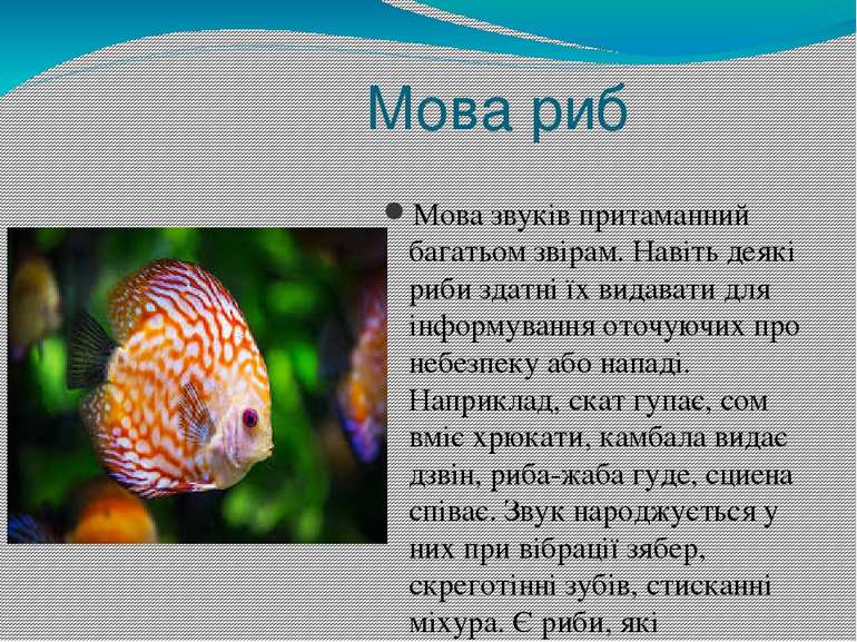 Мова риб Мова звуків притаманний багатьом звірам. Навіть деякі риби здатні їх...